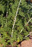 Perovskia abrotanoides