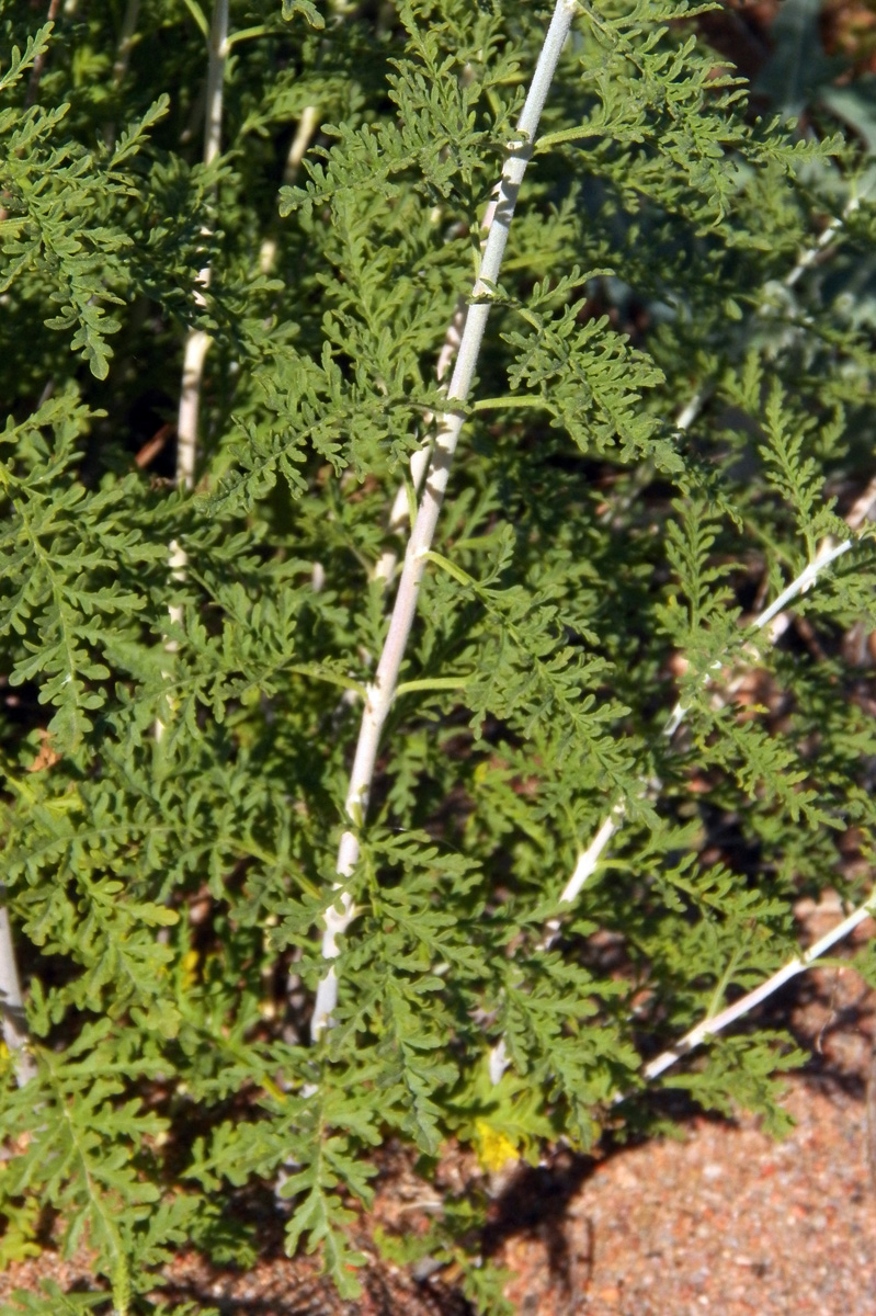 Image of Perovskia abrotanoides specimen.