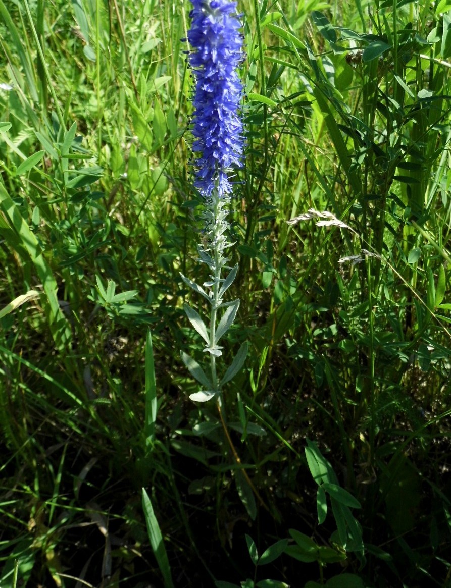 Image of Veronica incana specimen.