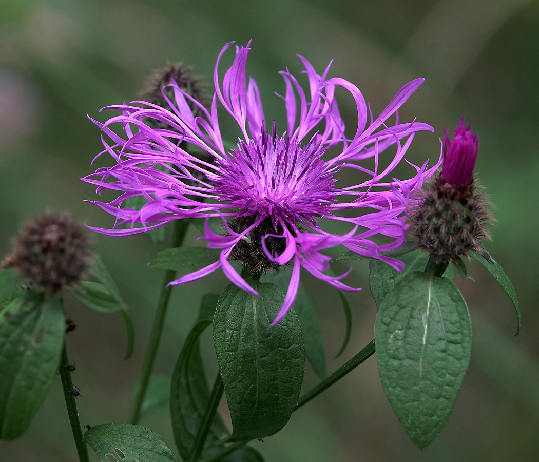 Image of Centaurea pseudophrygia specimen.