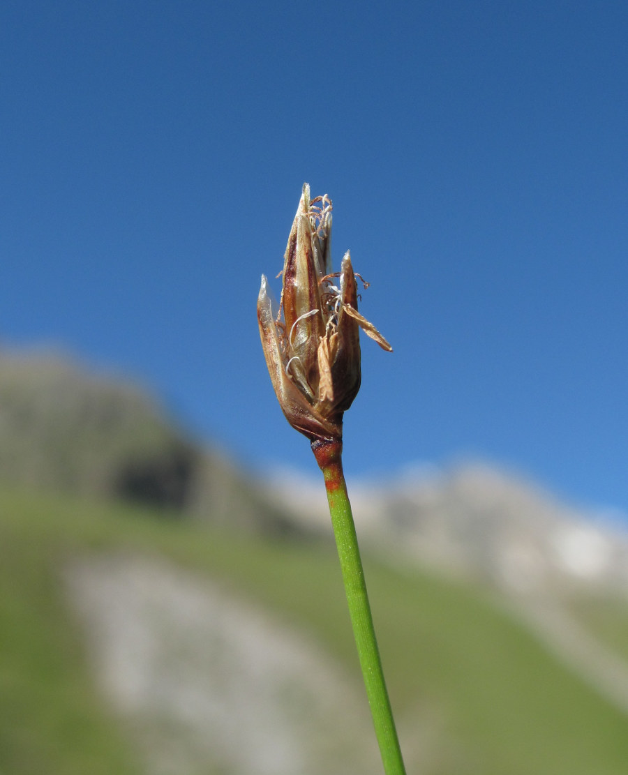 Image of Eleocharis quinqueflora specimen.