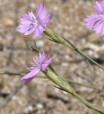 Dianthus gracilis. Цветки. Греция, Халкидики, окр. с. Неа Потидеа (Νέα Ποτίδαια), пляж. 10.08.2017.