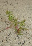 Teloxys aristata