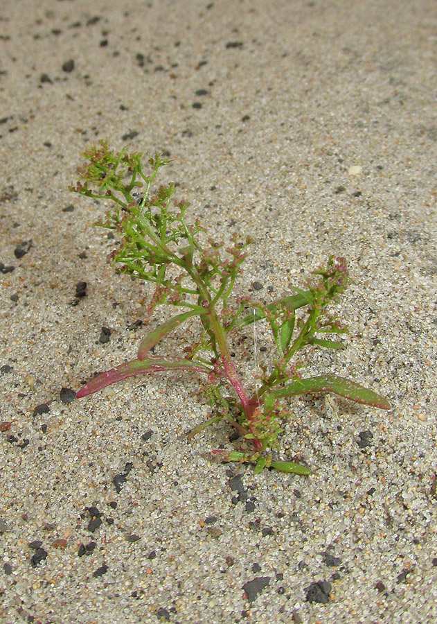 Изображение особи Teloxys aristata.