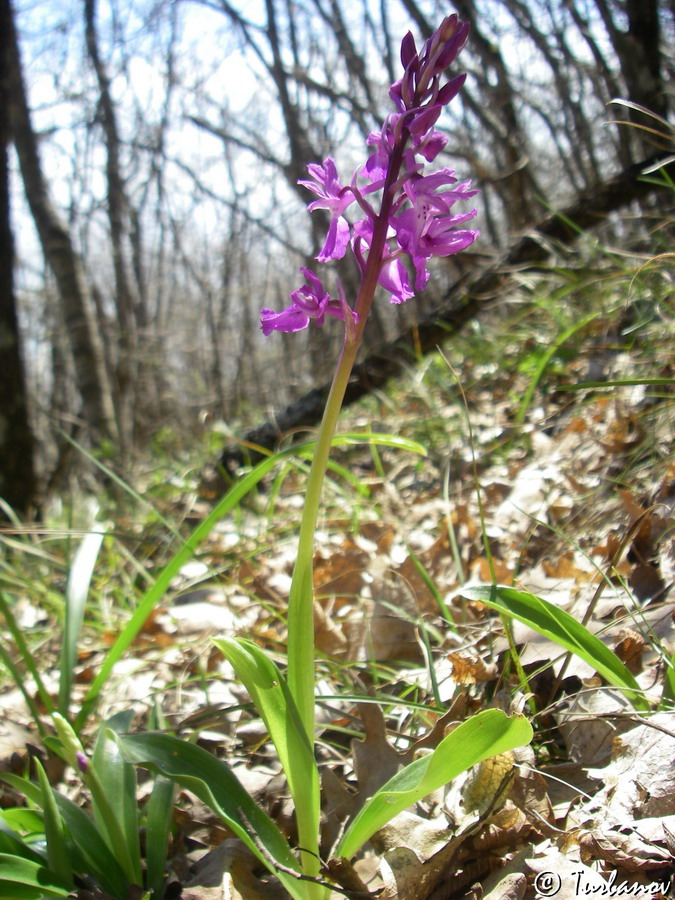 Изображение особи Orchis mascula.