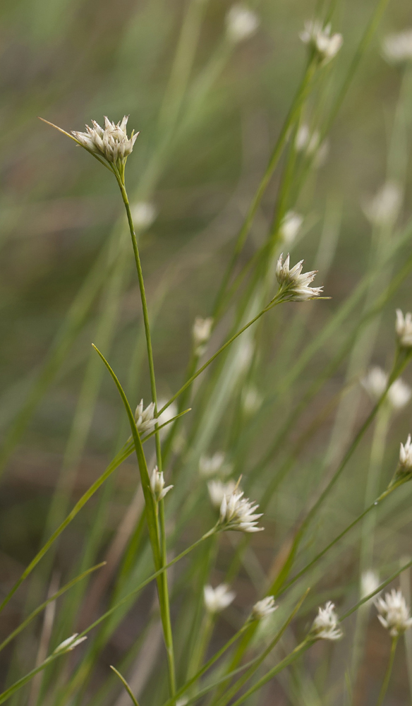 Изображение особи Rhynchospora alba.