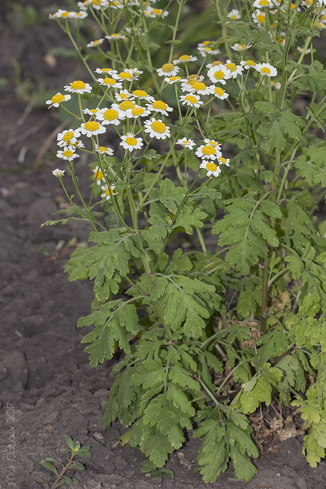 Изображение особи Pyrethrum parthenium.