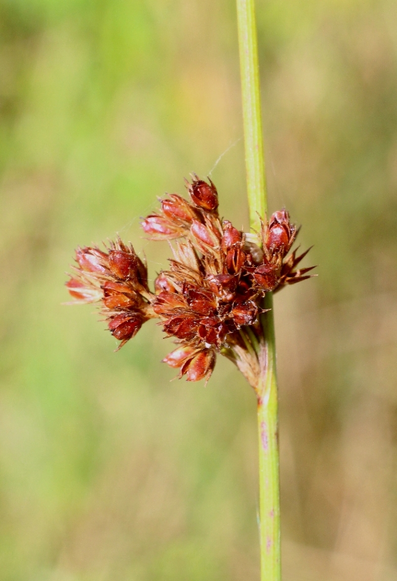 Изображение особи Juncus inflexus.