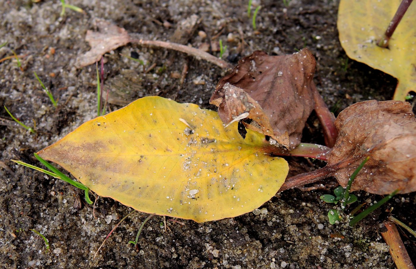 Image of Alisma plantago-aquatica specimen.