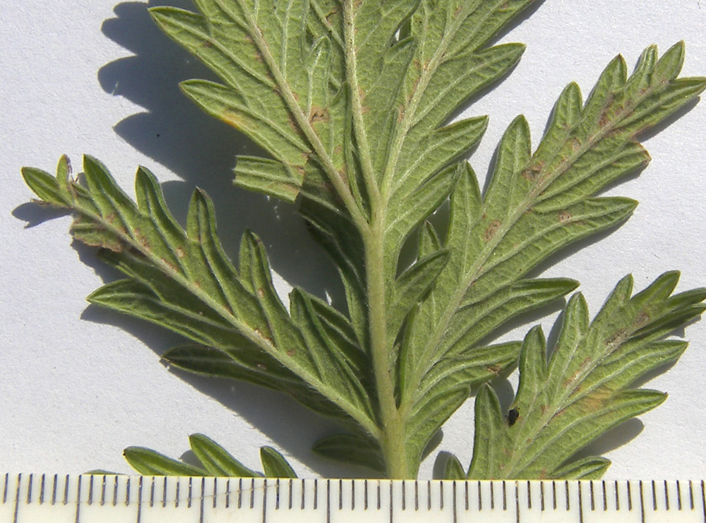 Image of Potentilla agrimonioides specimen.