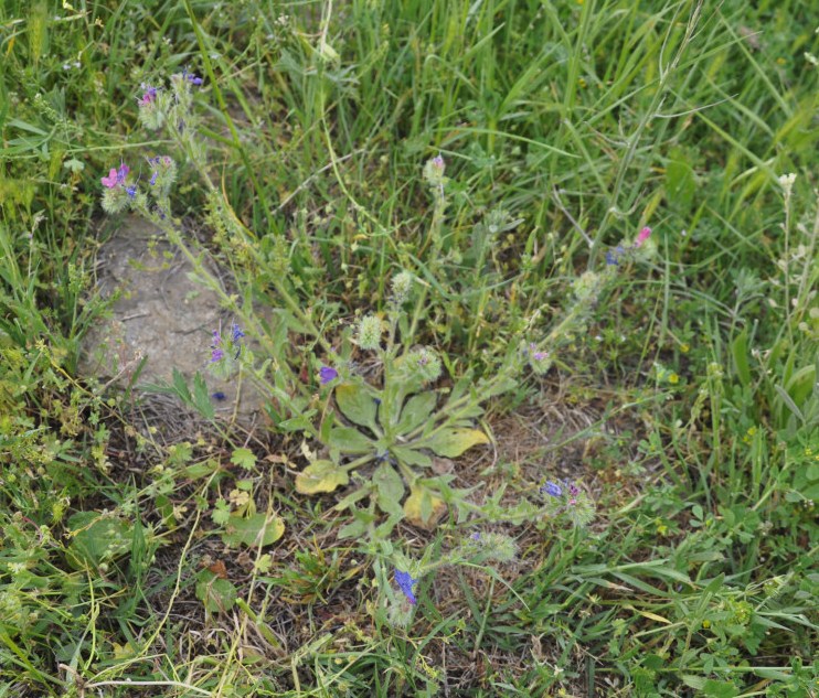 Image of Echium plantagineum specimen.