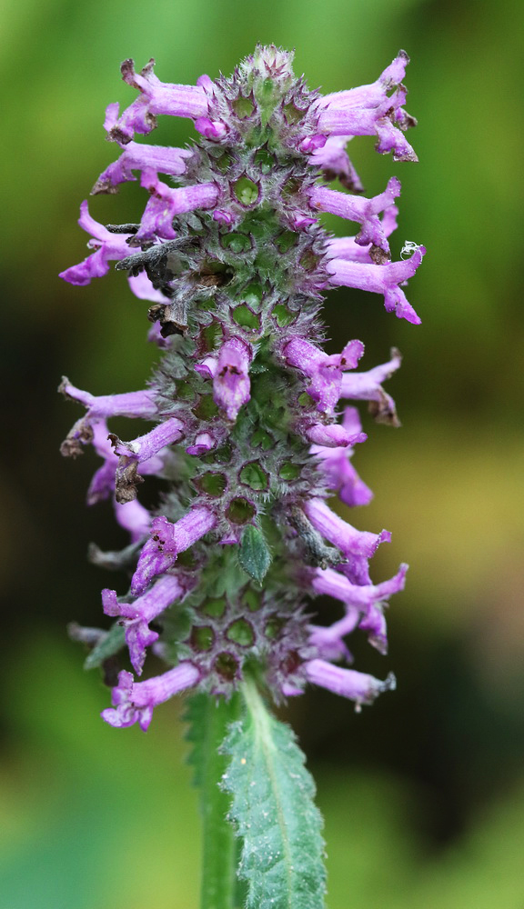 Изображение особи Betonica officinalis.