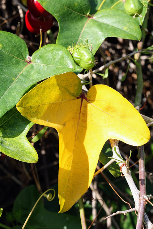 Изображение особи Passiflora foetida.