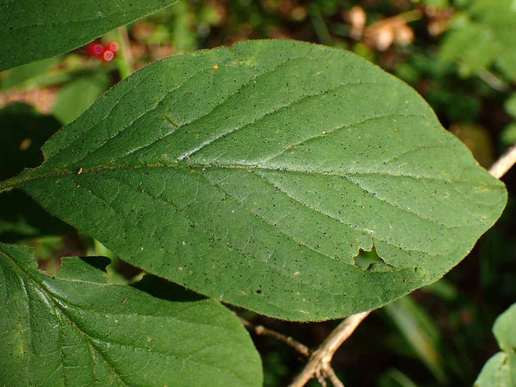 Изображение особи Lonicera xylosteum.