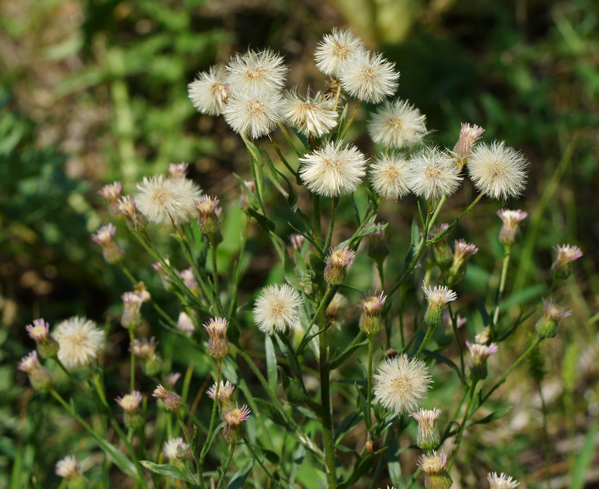 Image of Erigeron acris specimen.