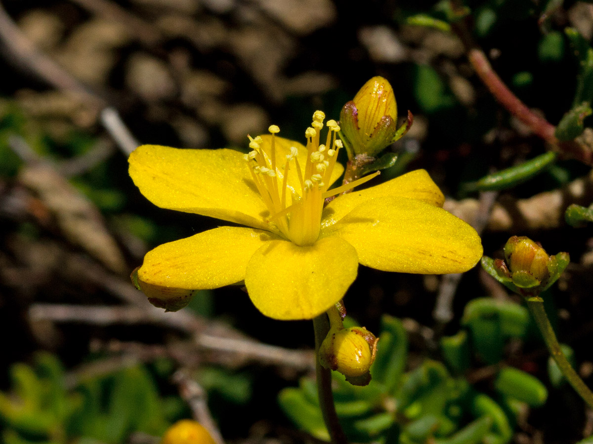 Изображение особи Hypericum trichocaulon.