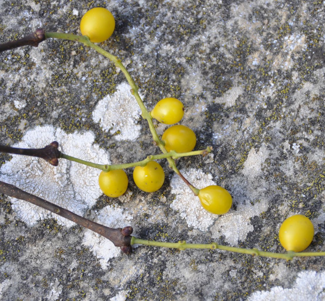 Image of Loranthus europaeus specimen.