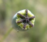 genus Papaver