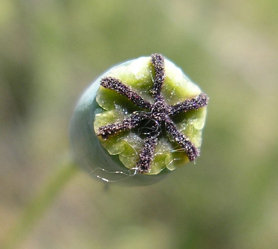 Изображение особи род Papaver.