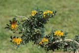 Medicago arborea