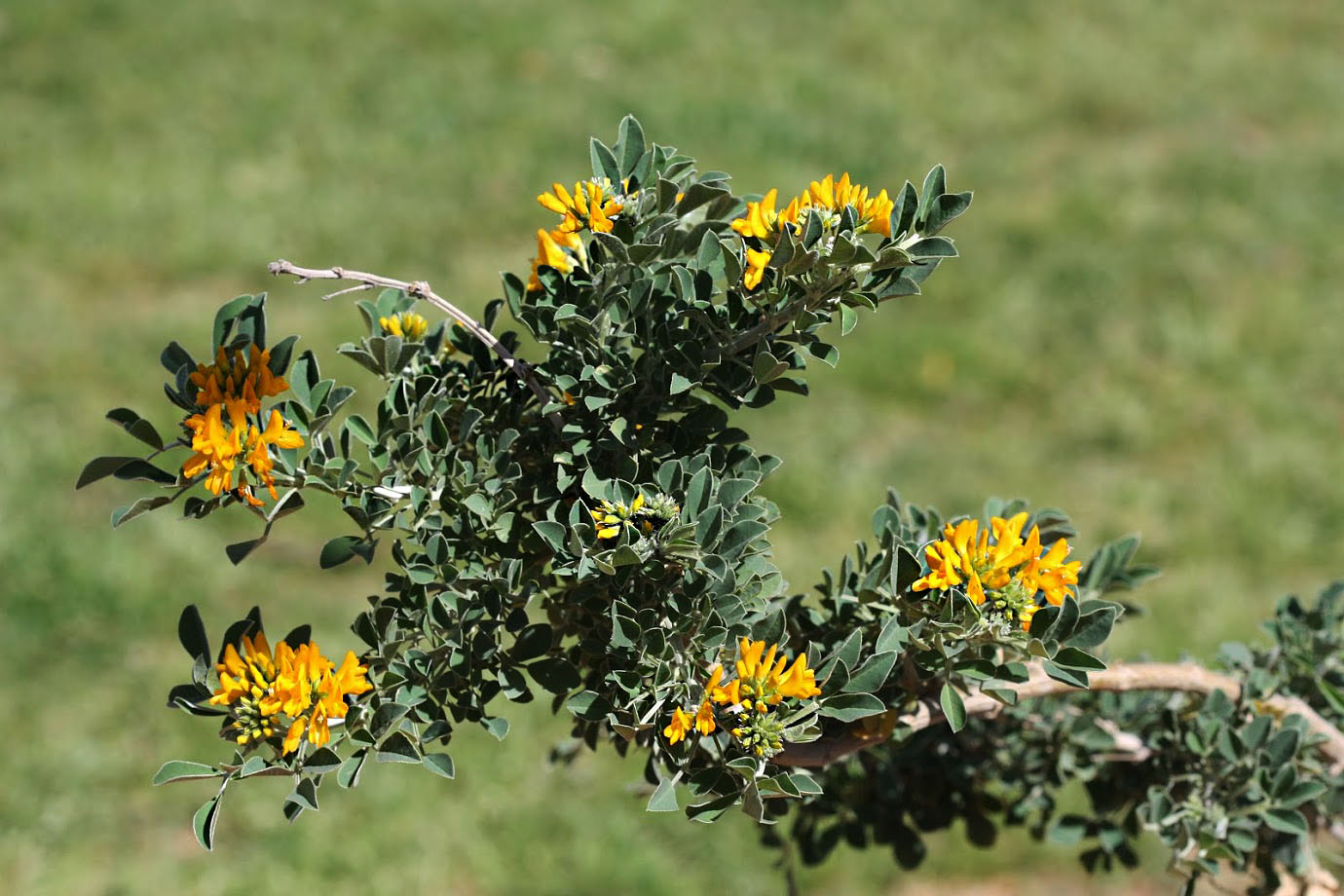 Изображение особи Medicago arborea.