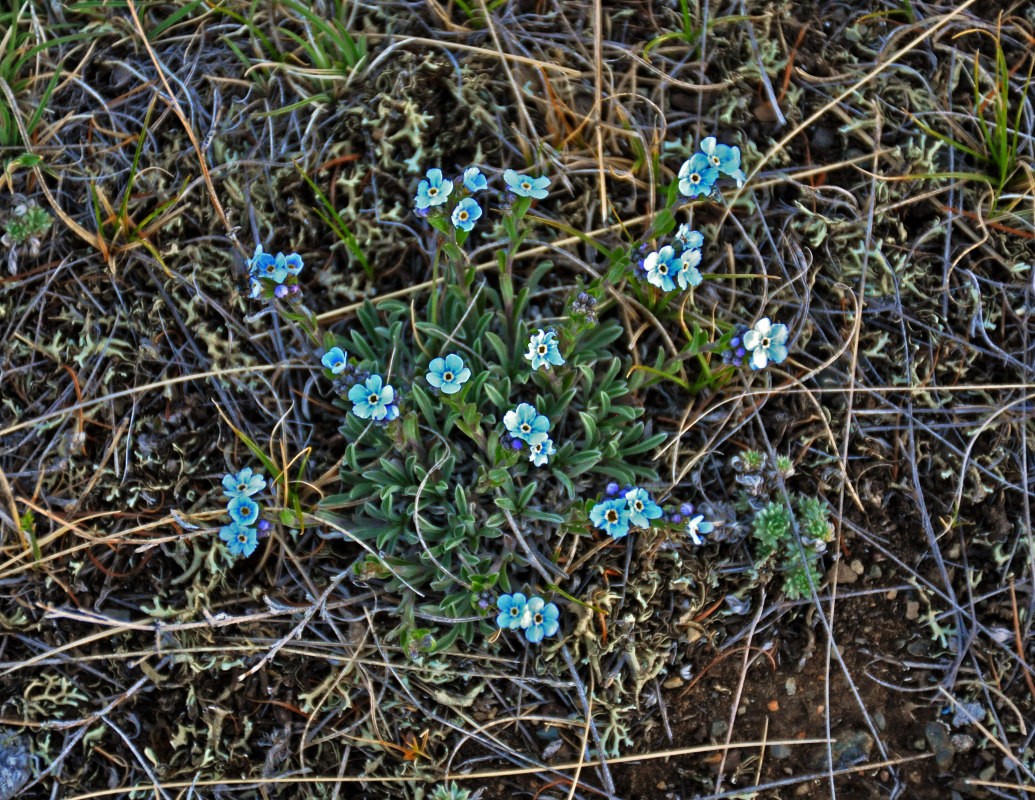 Image of genus Eritrichium specimen.