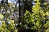 Polypodium vulgare. Спороносящие растения. Краснодарский край, г. Сочи, окр. мкр-на Хоста, тисо-самшитовая роща. 13.04.2013.