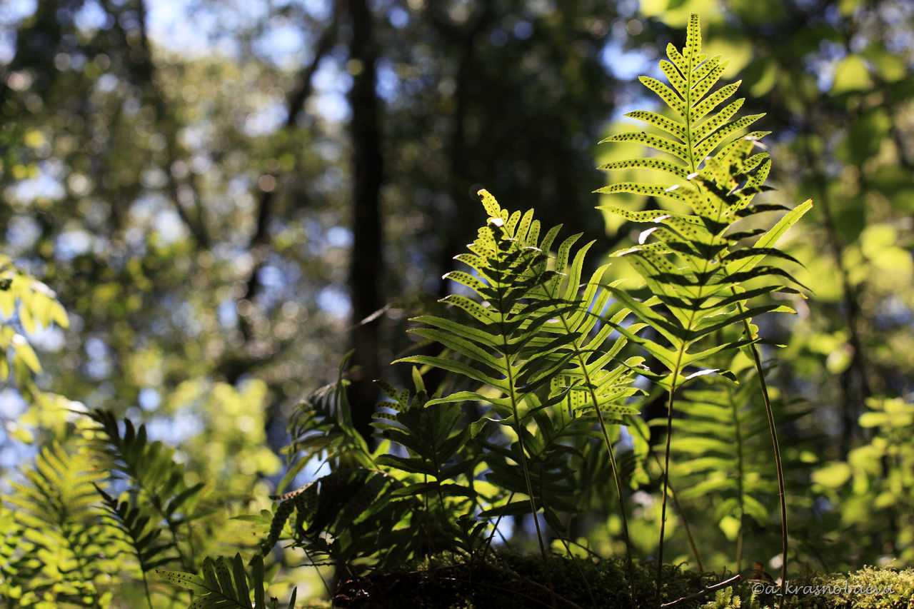 Изображение особи Polypodium vulgare.