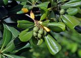 Pittosporum tobira. Верхушка ветви с незрелым соплодием. Краснодарский край, Сочи, Лазаревский р-н, Дагомыс, в культуре. 09.07.2017.