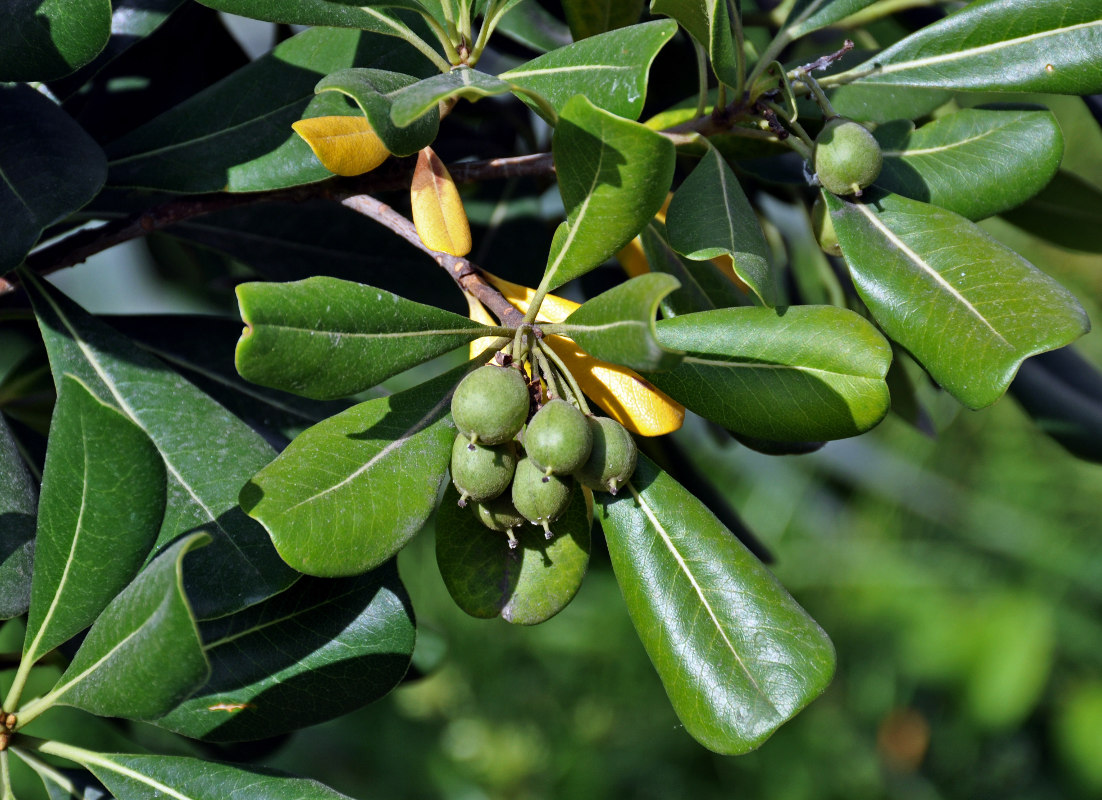 Image of Pittosporum tobira specimen.