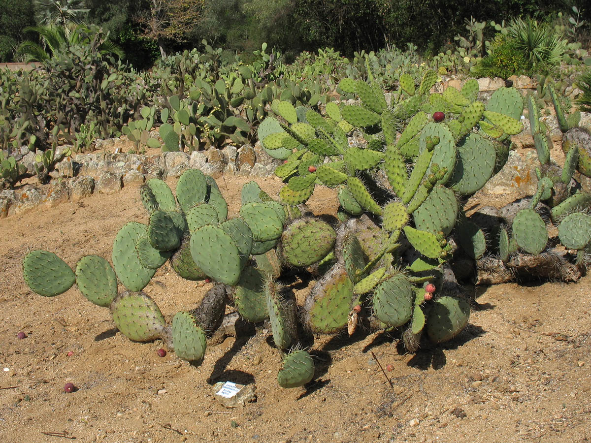 Изображение особи Opuntia stenopetala.