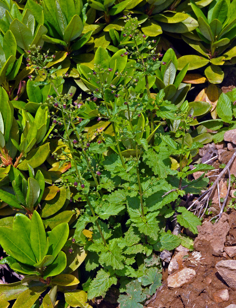 Image of Scrophularia scopolii specimen.