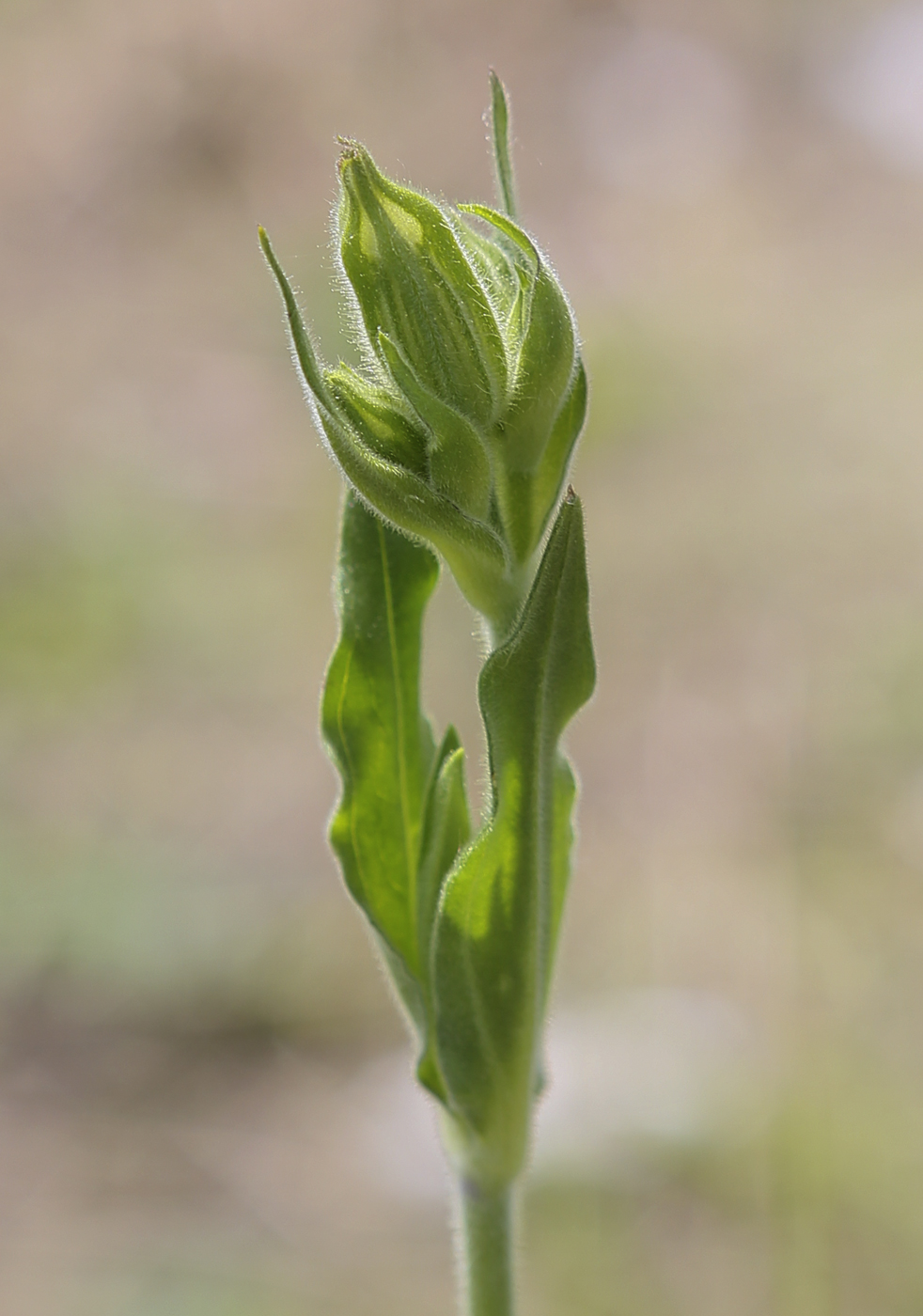 Image of Melandrium album specimen.