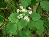 Thalictrum filamentosum