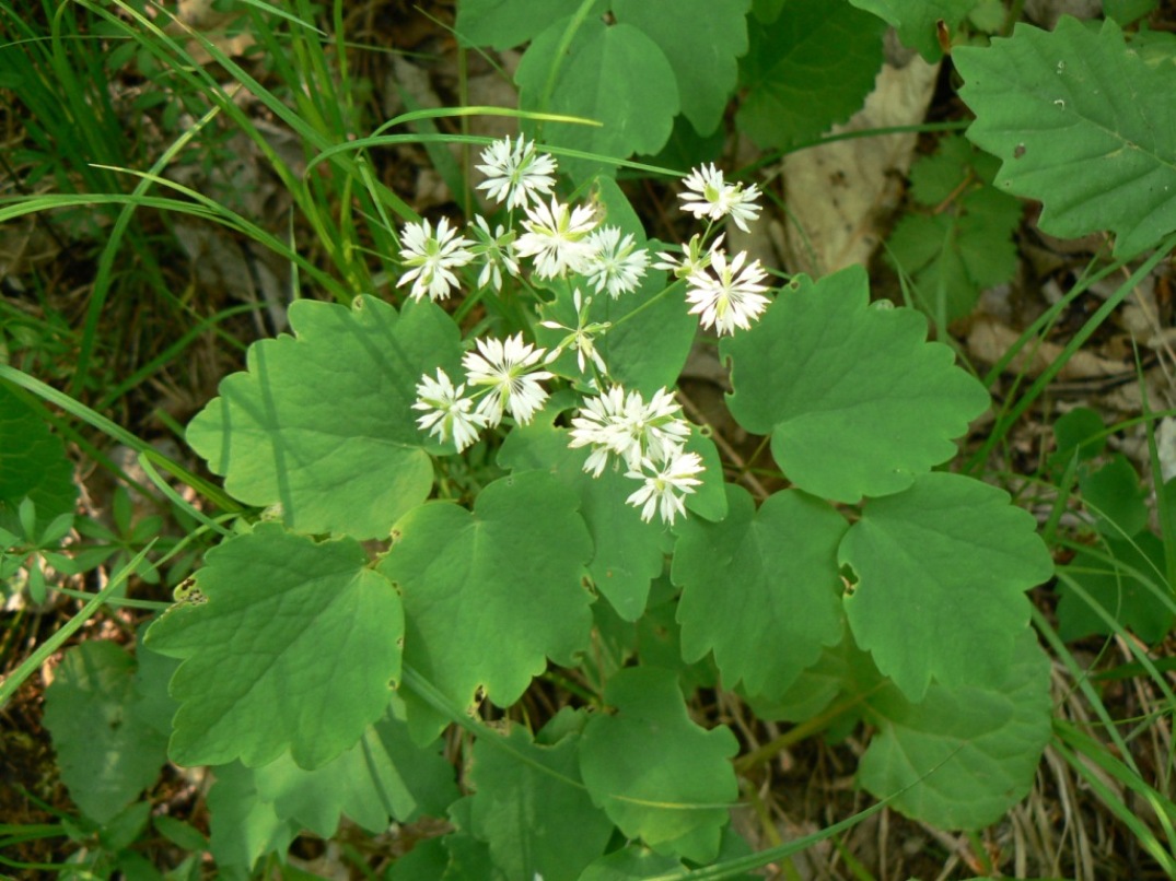 Image of Thalictrum filamentosum specimen.