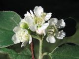 Cotoneaster tauricus