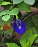 Clitoria ternatea