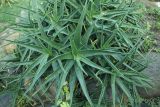 Aloe striatula