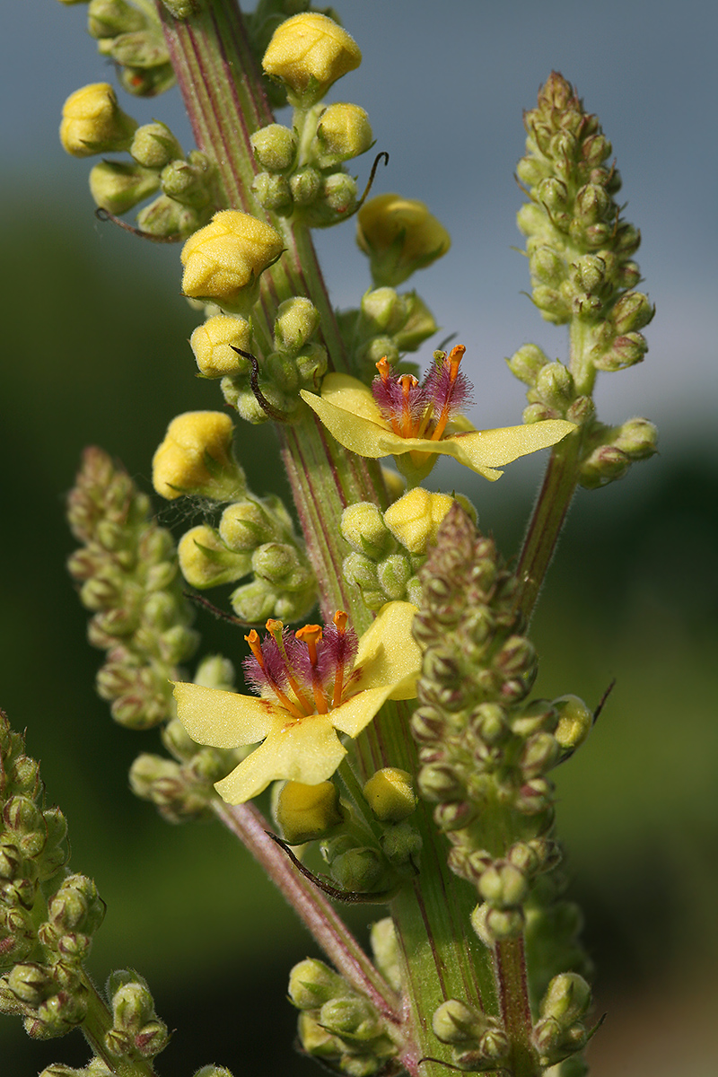 Изображение особи Verbascum nigrum.