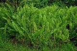 Nephrolepis biserrata