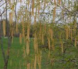 Betula pendula