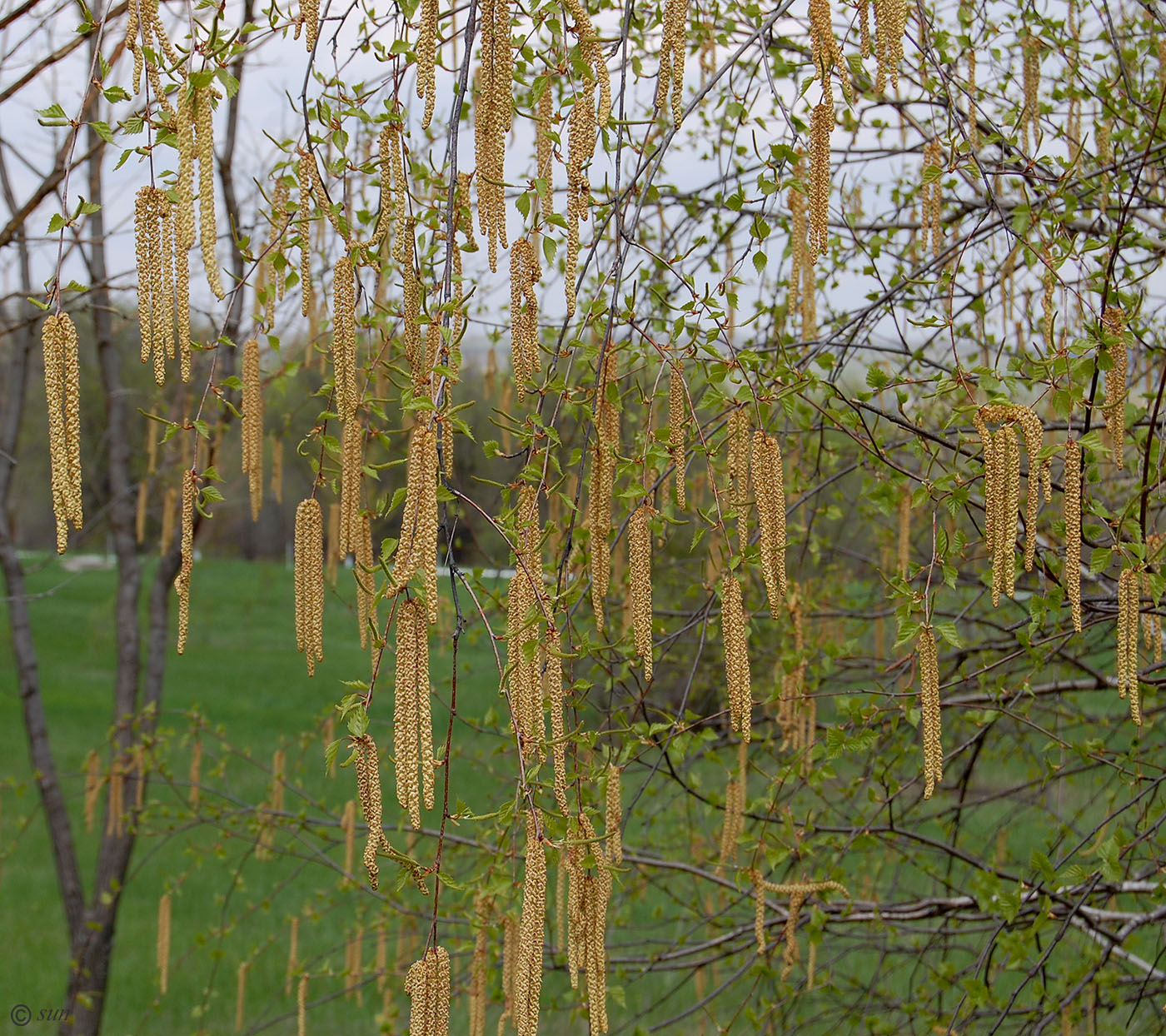 Изображение особи Betula pendula.