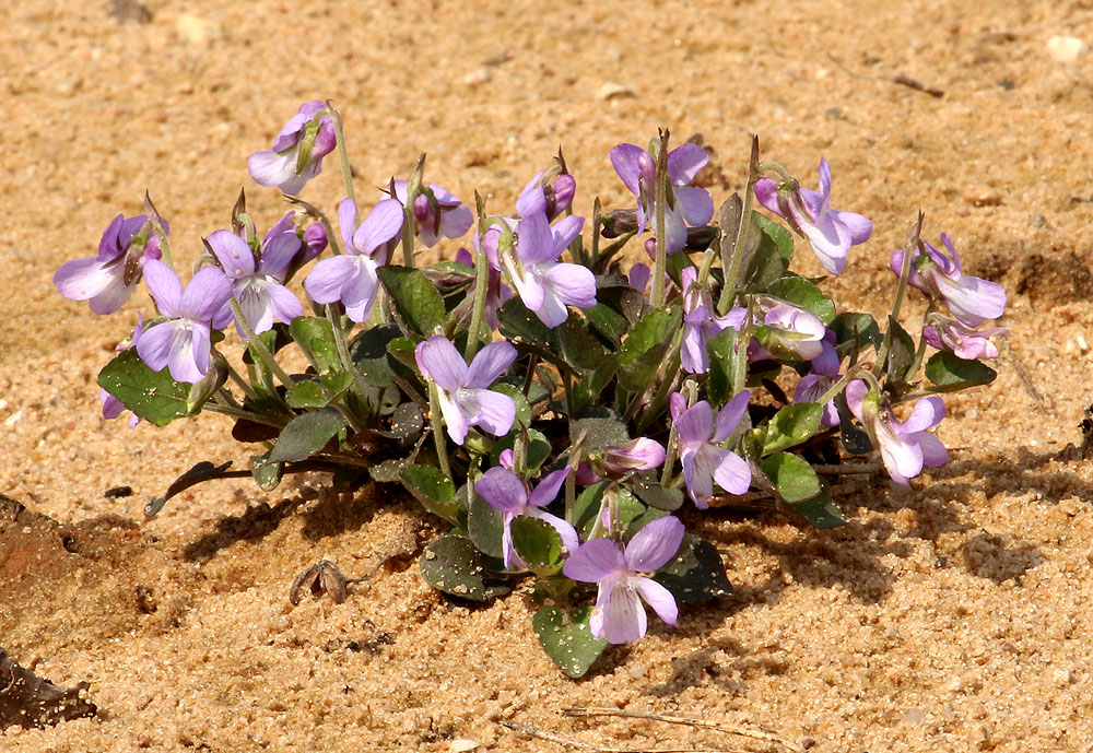 Image of Viola rupestris specimen.