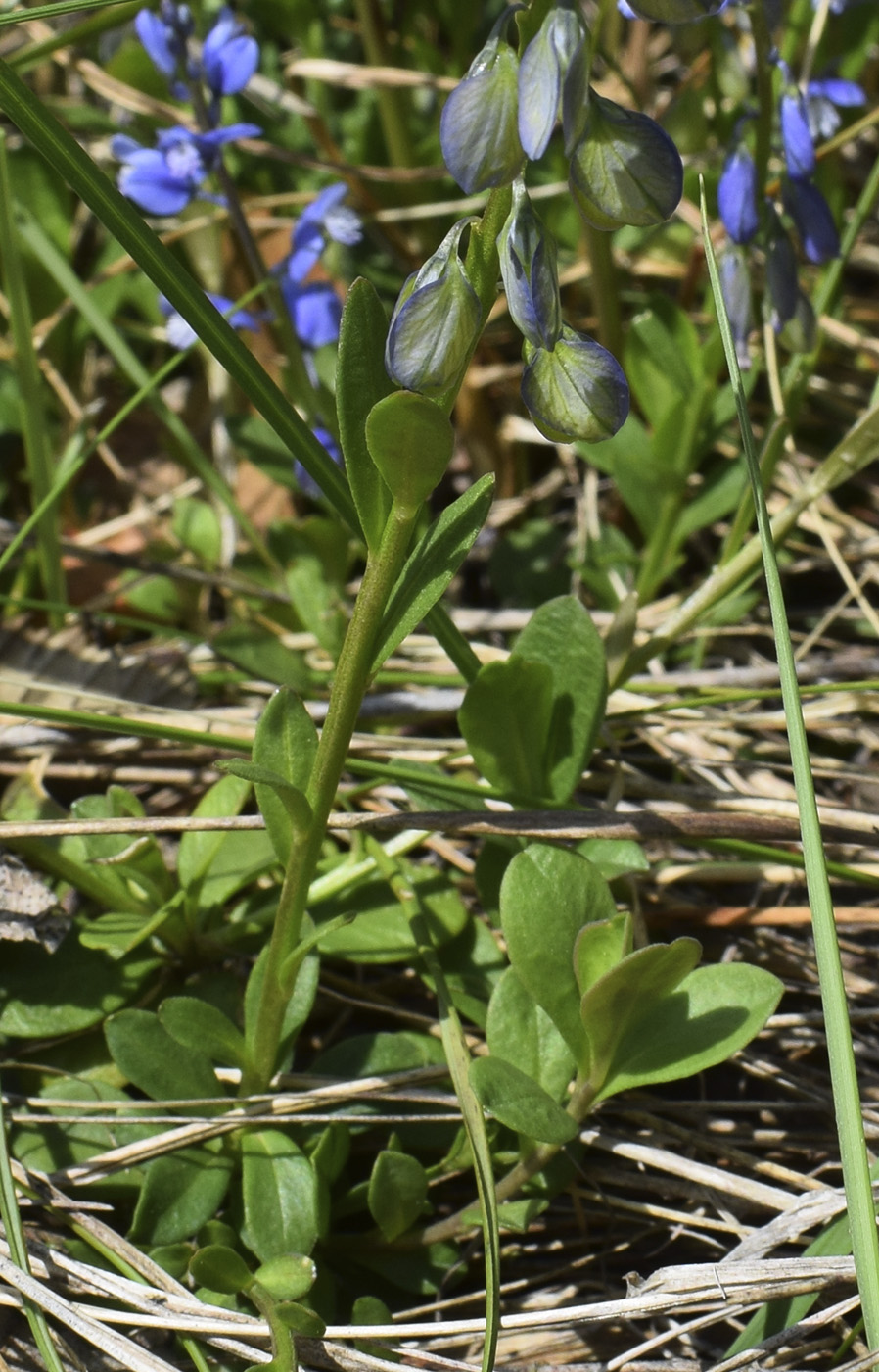 Image of Polygala calcarea specimen.