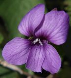 Viola somchetica