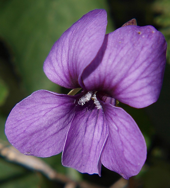 Изображение особи Viola somchetica.