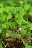 Epimedium macrosepalum