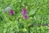 genus Dactylorhiza. Цветущие растения с повреждёнными листьями. Грузия, Казбегский муниципалитет, село Гергети, заболоченный участок. 22.05.2018.