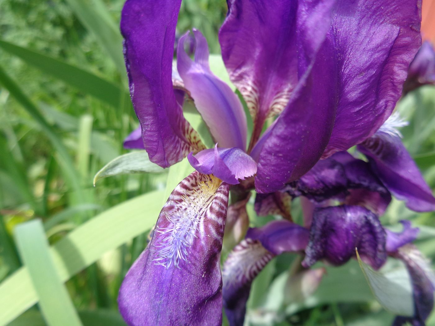 Image of Iris aphylla specimen.