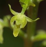Image of taxon representative. Author is Вера Волкотруб